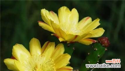 寓意生命的坚强与美丽 仙人掌开花的奇迹