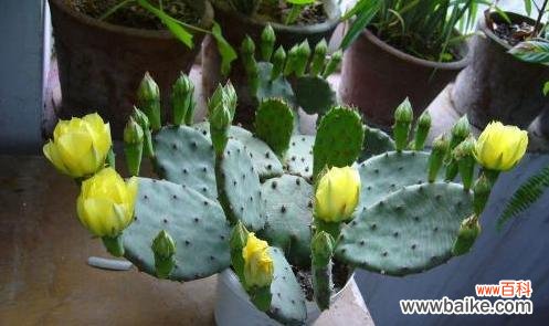 寓意生命的坚强与美丽 仙人掌开花的奇迹