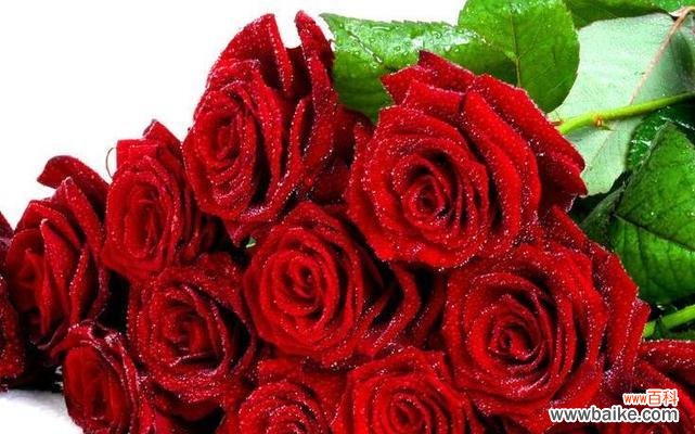 从花蕾到盛放 玫瑰花的数量与世界的意义