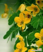 探寻黄花槐的象征意义与文化价值 黄花槐的寓意与意义