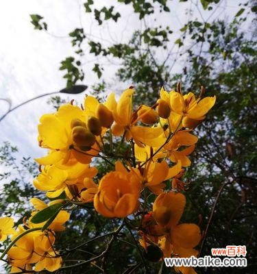 探寻黄花槐的象征意义与文化价值 黄花槐的寓意与意义