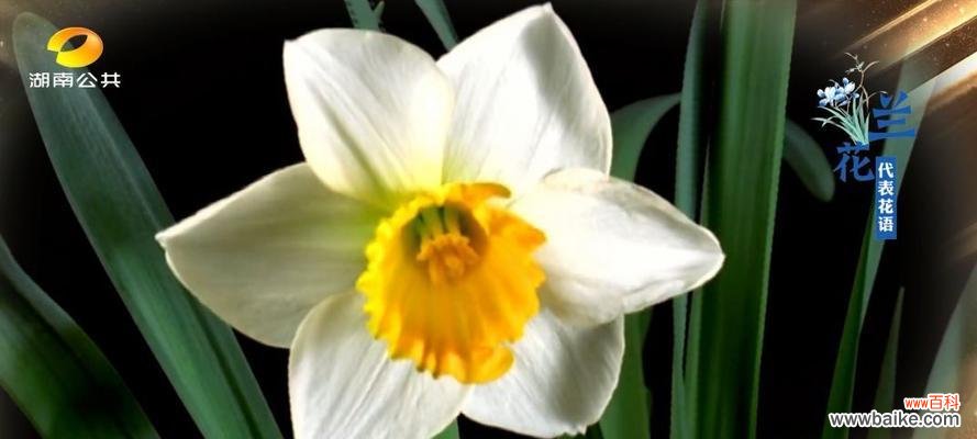 以牡丹花为媒介 用牡丹花的花语探讨放下的力量