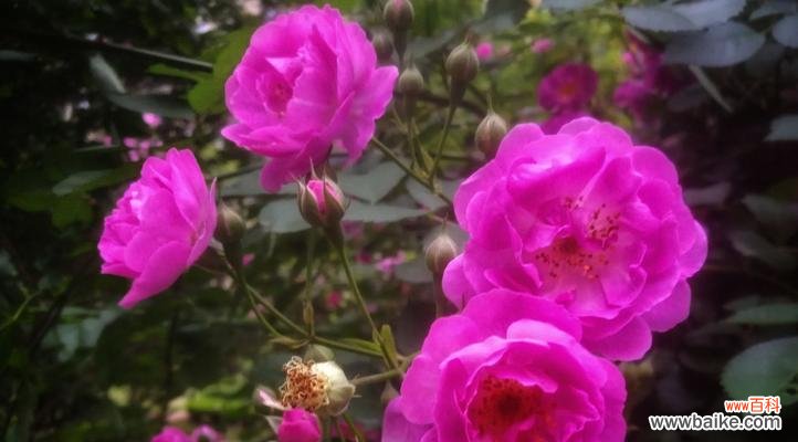 以花传情 花语诉想念，花开心间