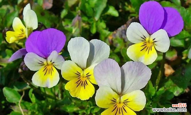 以花传情 花语诉想念，花开心间