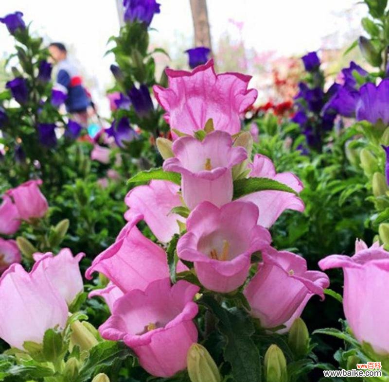 以不同颜色的风铃草传递花语的奇妙之旅 风铃草花语之色彩绽放