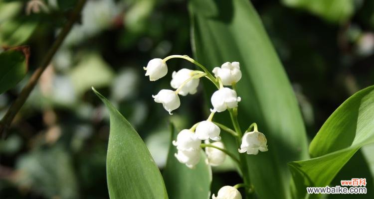以不同颜色的风铃草传递花语的奇妙之旅 风铃草花语之色彩绽放