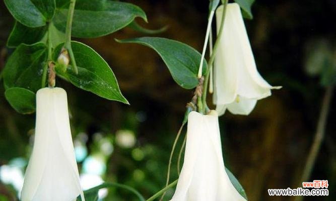 以不同颜色的风铃草传递花语的奇妙之旅 风铃草花语之色彩绽放