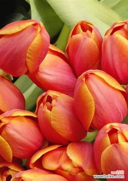 传递爱与希望的花海 海桐花花语之美丽绽放