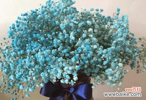 探索满天星花语的美丽寓意与文化价值 满天星花语及其象征意义