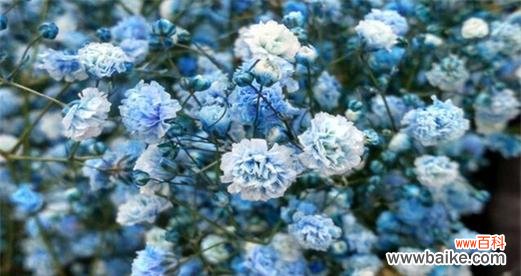 探索满天星花语的美丽寓意与文化价值 满天星花语及其象征意义