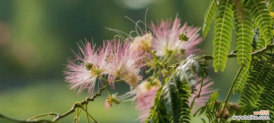 花开花落中 和平之花