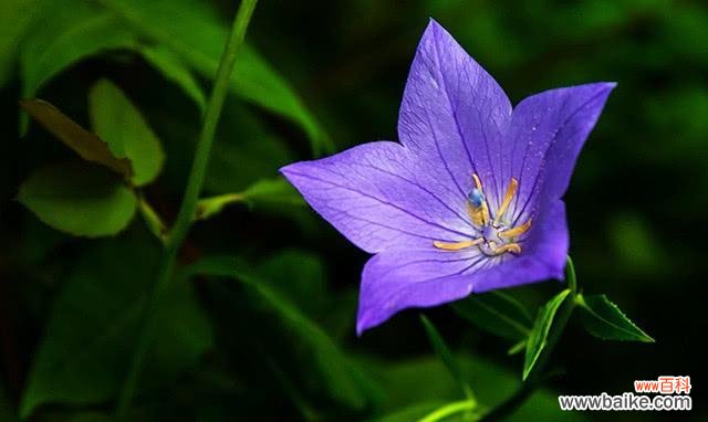 花开花落中 和平之花