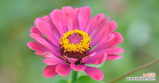 花开花落中 和平之花