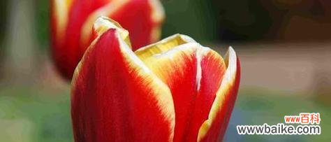 从花语到文化 以云实的花语与文化背景