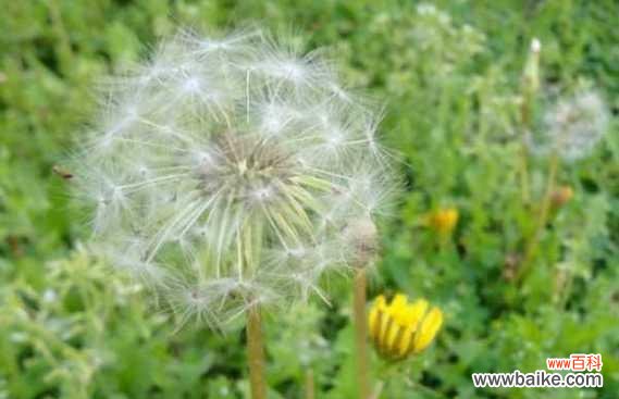 从花语到文化 以云实的花语与文化背景