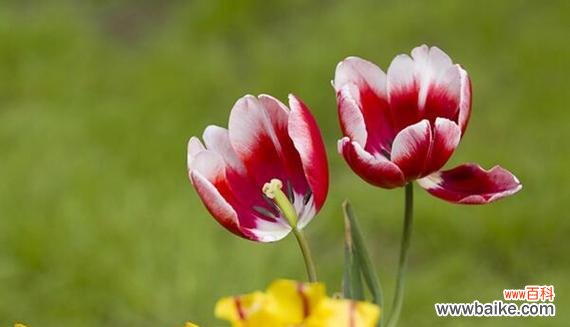 郁金香花语与寓意解读 郁金香