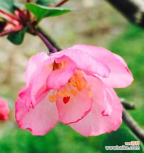 挚爱和纯洁的象征 垂丝海棠花语的意义与传承