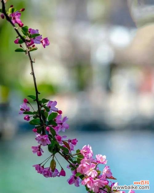 挚爱和纯洁的象征 垂丝海棠花语的意义与传承