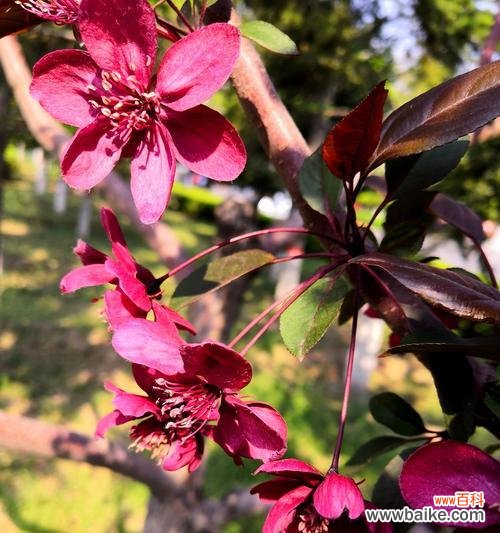 挚爱和纯洁的象征 垂丝海棠花语的意义与传承