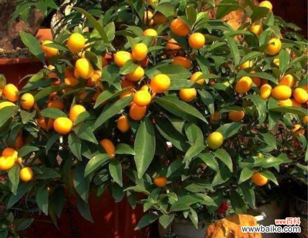吸财旺事业 金桔树的风水寓意及摆放位置