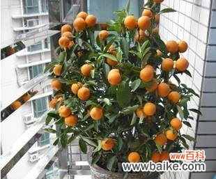 吸财旺事业 金桔树的风水寓意及摆放位置