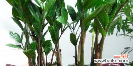 吸财旺事业 金桔树的风水寓意及摆放位置