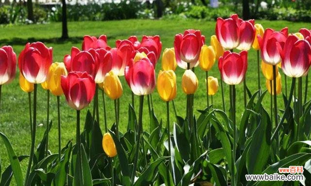 探索野生郁金香的神秘与诗意 野生郁金香的花语-大自然的美丽奇迹
