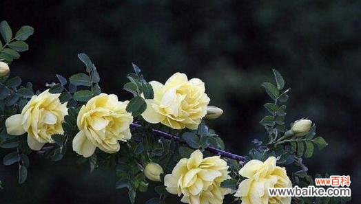 探寻蔷薇花的深刻象征 蔷薇花的花语与寓意