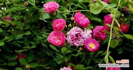 探寻蔷薇花的深刻象征 蔷薇花的花语与寓意