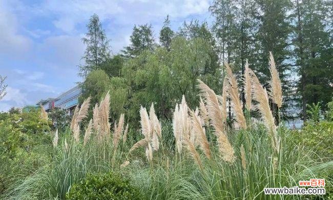 揭示蒲苇草代表的内涵与象征 蒲苇草花语与寓意