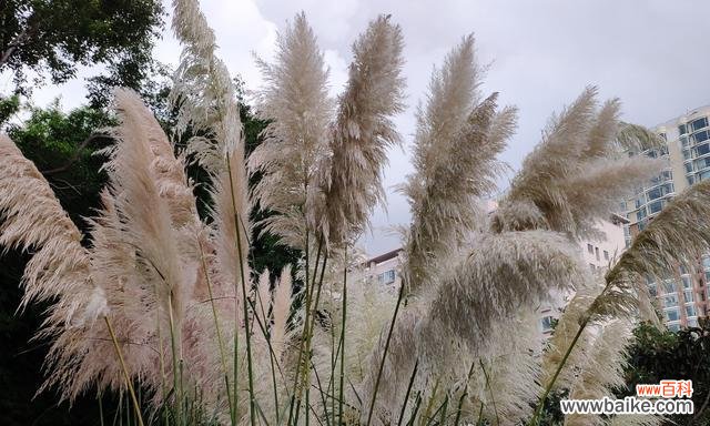 揭示蒲苇草代表的内涵与象征 蒲苇草花语与寓意