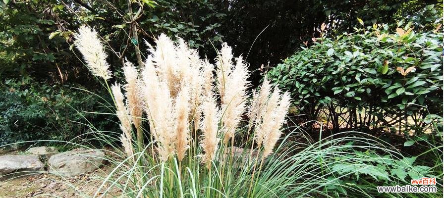 揭示蒲苇草代表的内涵与象征 蒲苇草花语与寓意