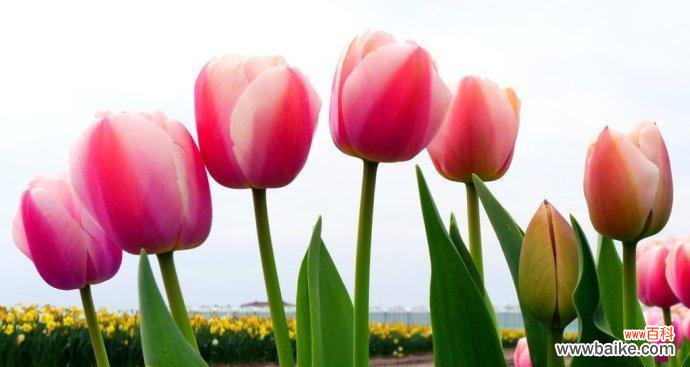 深入解读郁金香的每一种颜色 郁金香花语与寓意