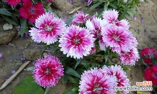 盛夏中的花海 常夏石竹的花语与美丽，