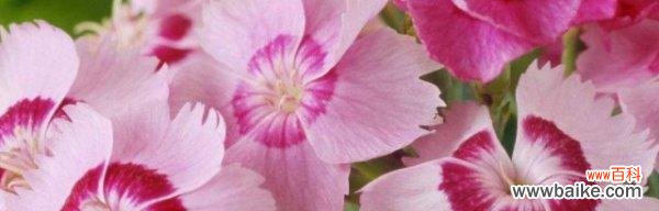 盛夏中的花海 常夏石竹的花语与美丽，