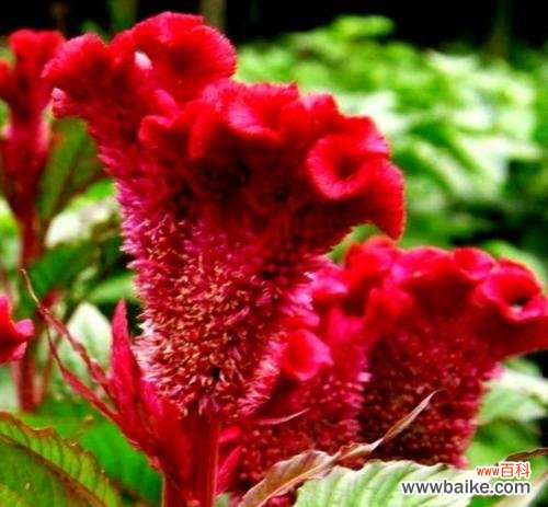 探索鸡冠花的象征意义及文化价值 以鸡冠花的寓意为主题的文章