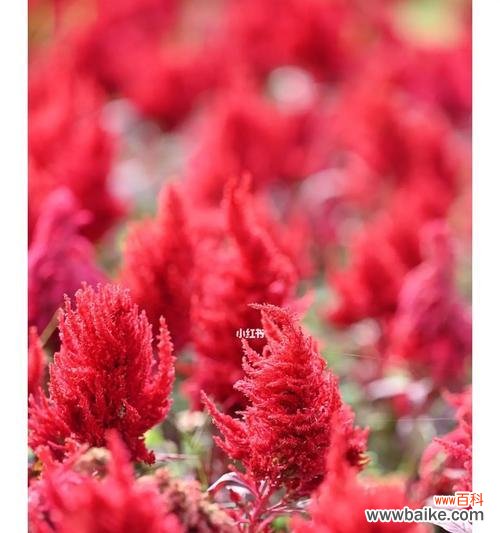 探索鸡冠花的象征意义及文化价值 以鸡冠花的寓意为主题的文章