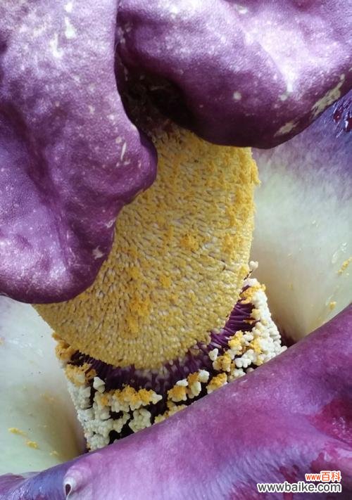 揭示紫色马蹄莲的心灵启迪和美丽寓意 紫色马蹄莲的花语及其象征意义