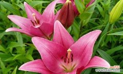 以花为媒 花开代表母爱-探寻母亲之爱的花语