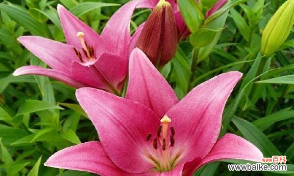 以花为媒 花开代表母爱-探寻母亲之爱的花语