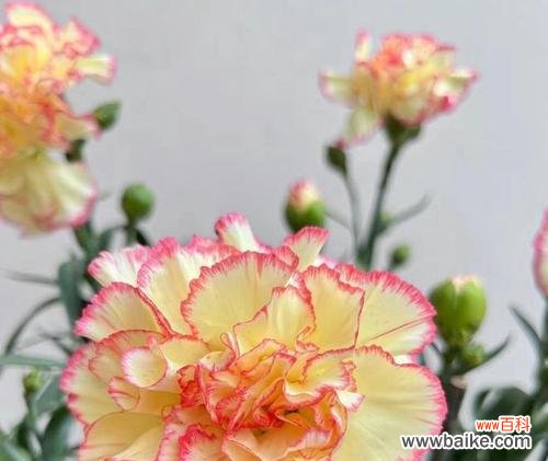 以花为媒 花开代表母爱-探寻母亲之爱的花语