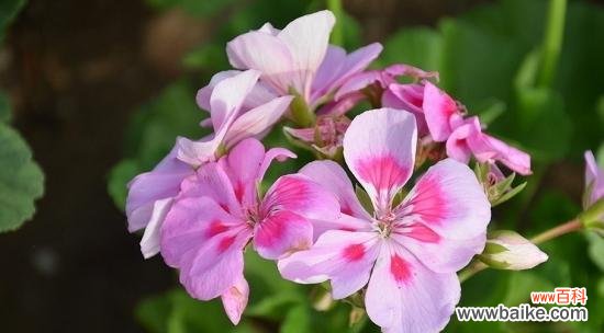 以花为媒 花开代表母爱-探寻母亲之爱的花语