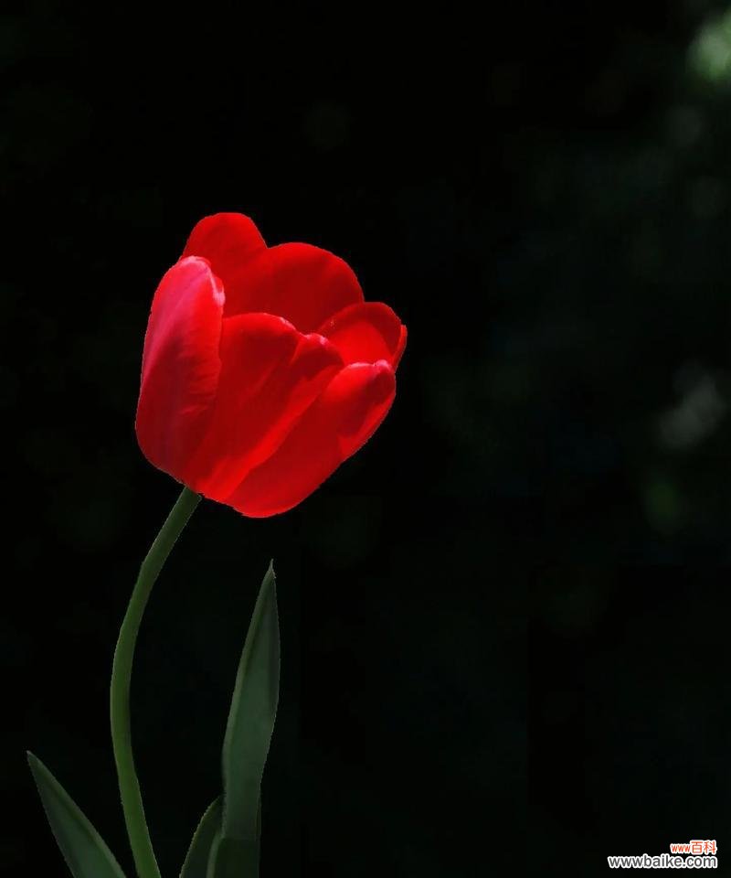 唯美而寂寞的花海 孤独的花