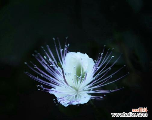 唯美而寂寞的花海 孤独的花