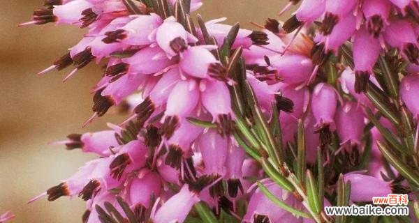 唯美而寂寞的花海 孤独的花