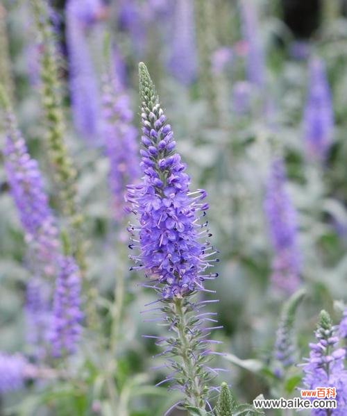 探寻以婆婆纳的含义及象征意义 以婆婆纳的花语是什么