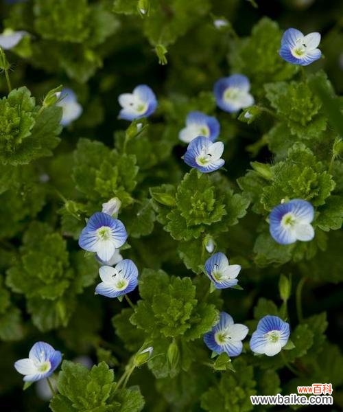 探寻以婆婆纳的含义及象征意义 以婆婆纳的花语是什么