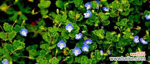 探寻以婆婆纳的含义及象征意义 以婆婆纳的花语是什么