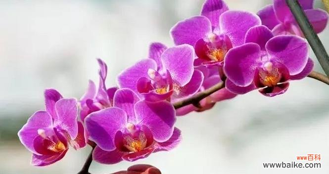 探寻蝴蝶兰的花语与美丽 蝴蝶兰，花开如梦