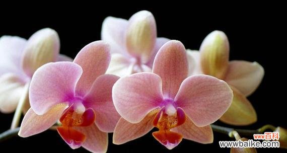 探寻蝴蝶兰的花语与美丽 蝴蝶兰，花开如梦